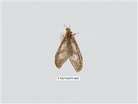 藏品(櫛角魚蛉)的圖片